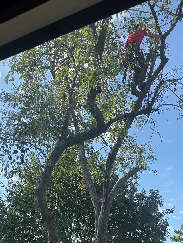 Vineland Tree Care — customer photo 2