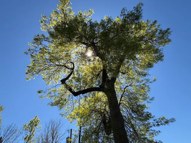 Vineland Tree Care — customer photo 12