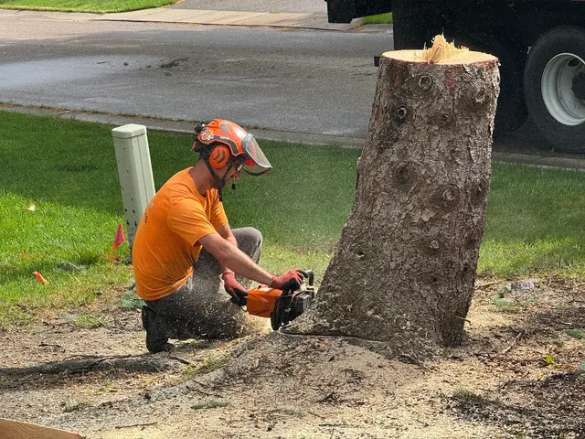 A to Z Tree Care LLC. — customer photo 11