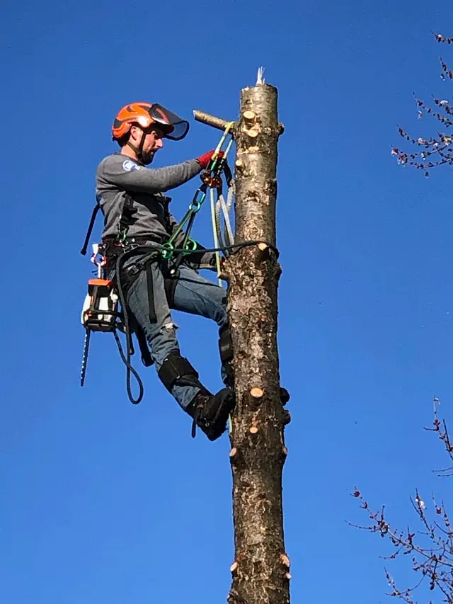 A to Z Tree Care LLC. — photo from the business 4