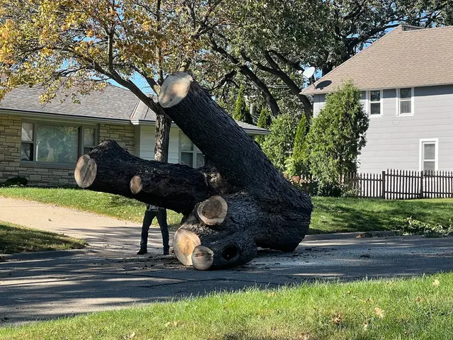 A to Z Tree Care LLC. — customer photo 8