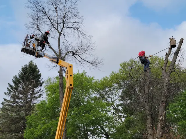 Pink's Tree Service — customer photo 2