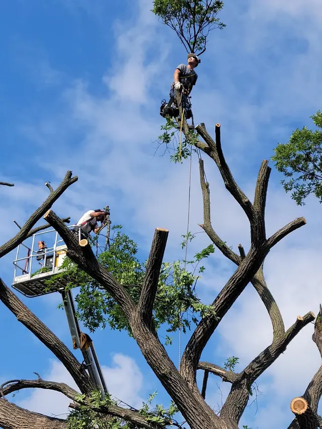 Pink's Tree Service — customer photo 4