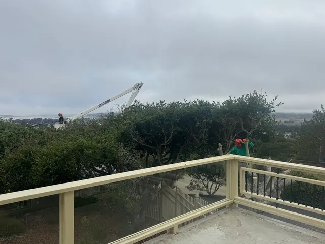 Coastal Tree Experts, Inc — customer photo 5