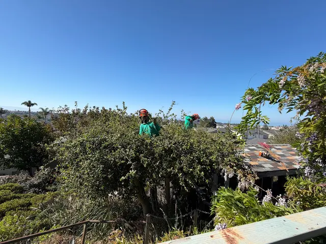 Coastal Tree Experts, Inc — customer photo 1