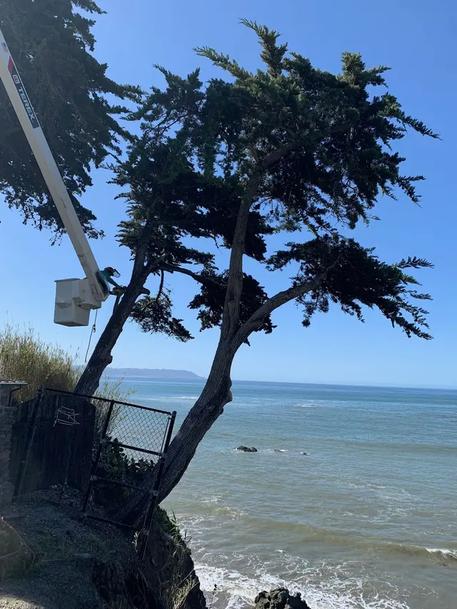 Coastal Tree Experts, Inc — photo from the business 7