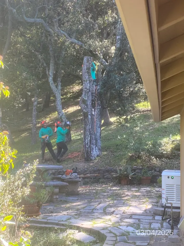 Coastal Tree Experts, Inc — customer photo 4