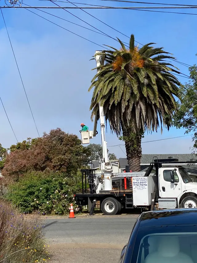 Coastal Tree Experts, Inc — photo from the business 8