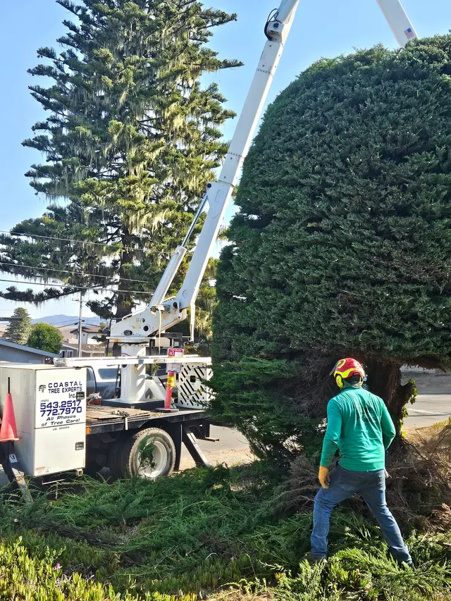 Coastal Tree Experts, Inc — customer photo 3