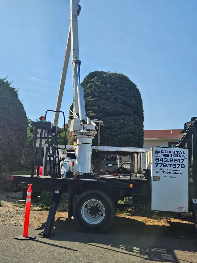 Coastal Tree Experts, Inc — customer photo 12