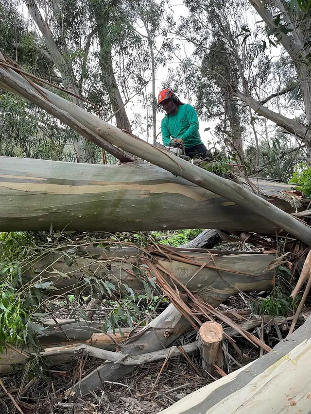 Coastal Tree Experts, Inc — photo from the business 10