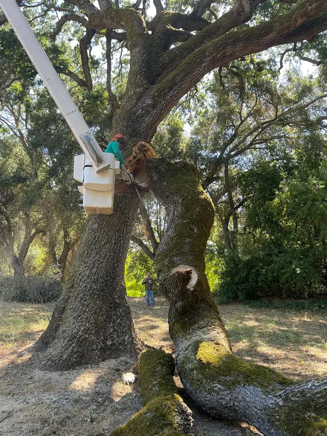 Coastal Tree Experts, Inc — photo from the business 2
