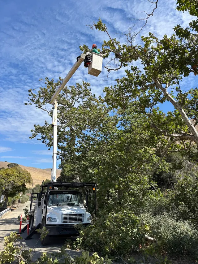 Coastal Tree Experts, Inc — customer photo 11