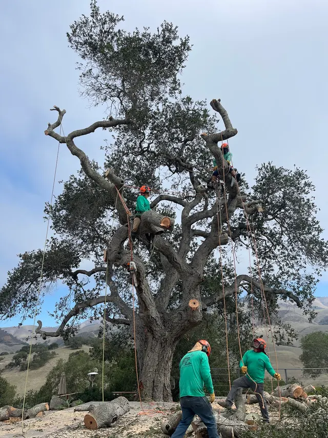 Coastal Tree Experts, Inc — photo from the business 9