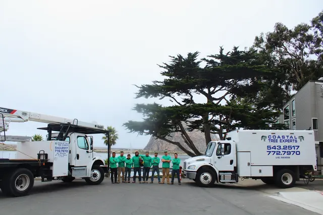 Coastal Tree Experts, Inc — photo from the business 6