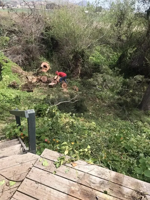 Paradise Tree Service — photo from the business 4