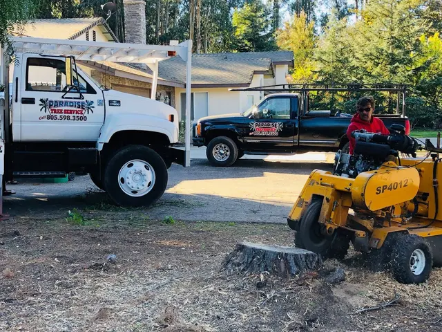 Paradise Tree Service — photo from the business 7