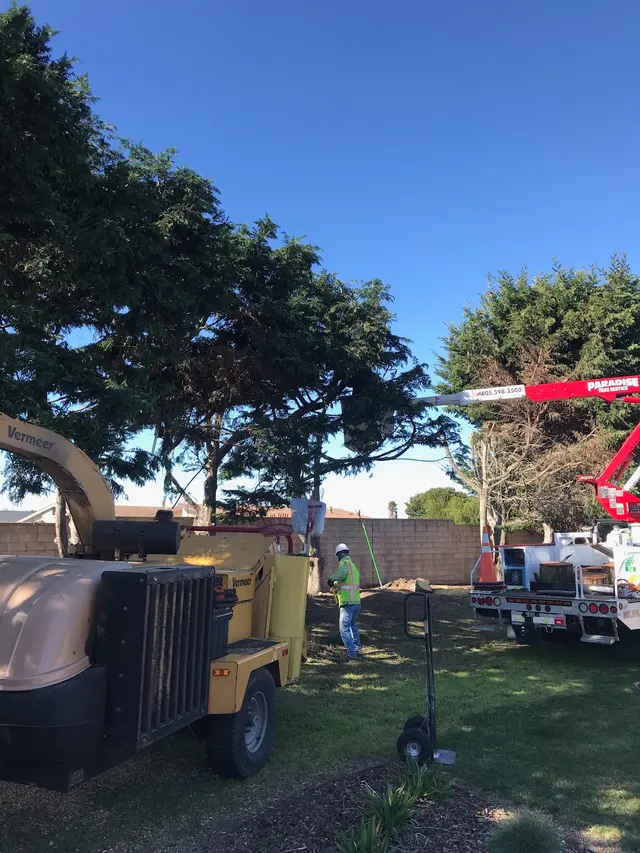 Paradise Tree Service — photo from the business 12