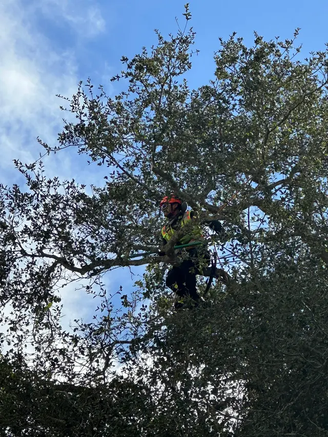 Paradise Tree Service — photo from the business 10