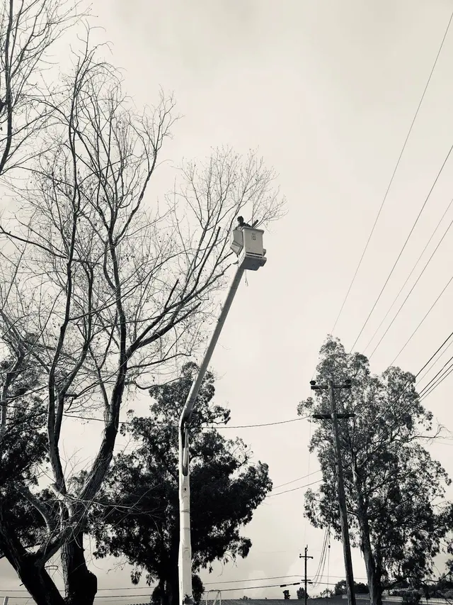 Paradise Tree Service — photo from the business 5