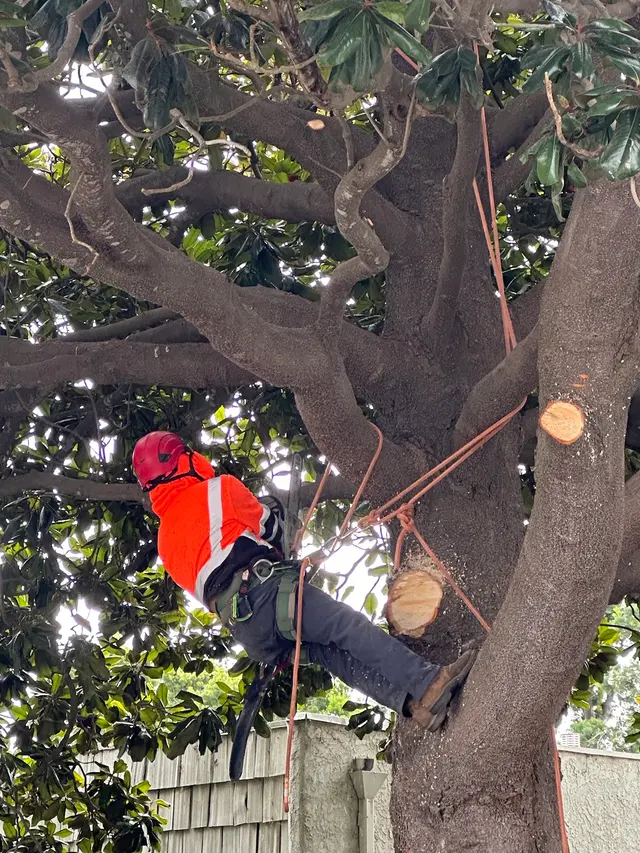 Paradise Tree Service — photo from the business 2