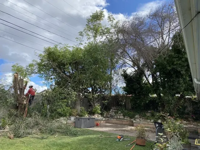 Paradise Tree Service — photo from the business 11