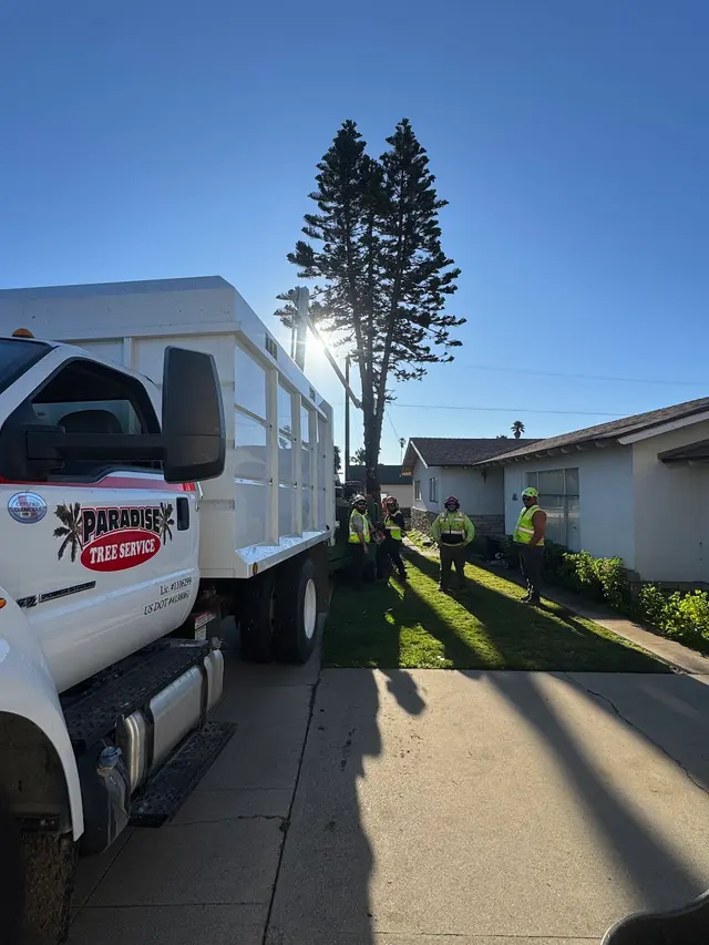 Paradise Tree Service — photo from the business 3