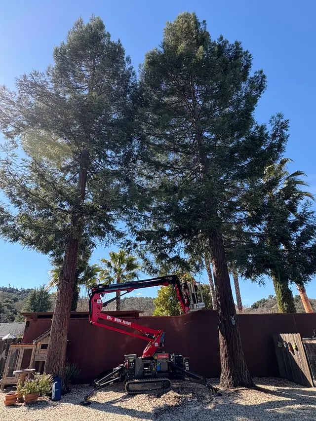 Paradise Tree Service — photo from the business 9