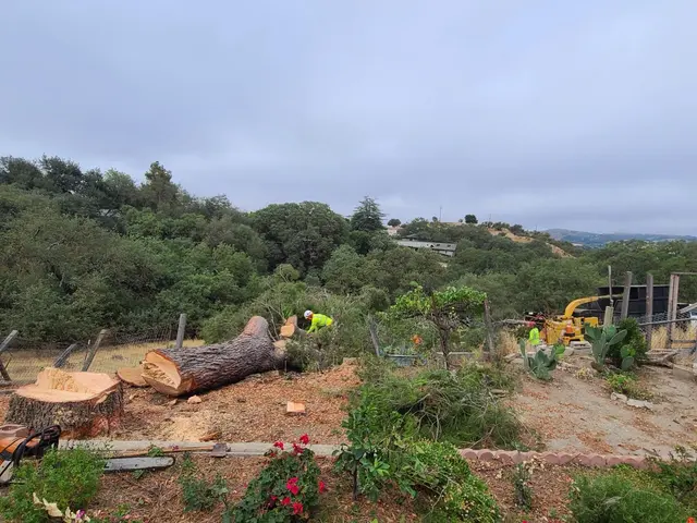 CalWest Tree Service — photo from the business 12