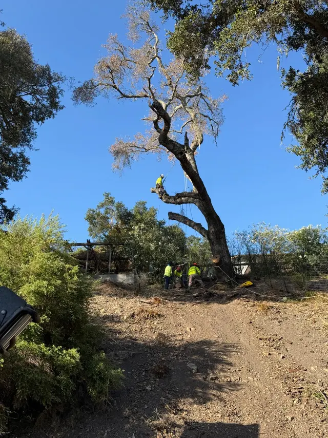 CalWest Tree Service — photo from the business 2