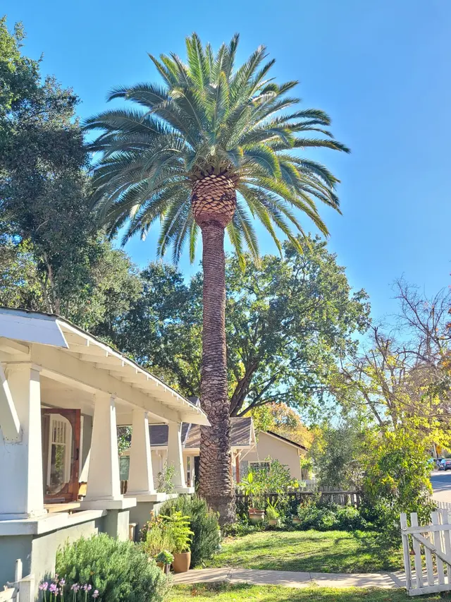 CalWest Tree Service — photo from the business 10
