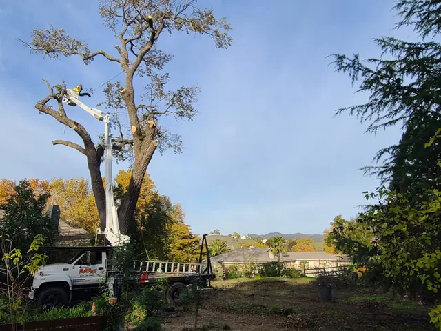 CalWest Tree Service — photo from the business 6