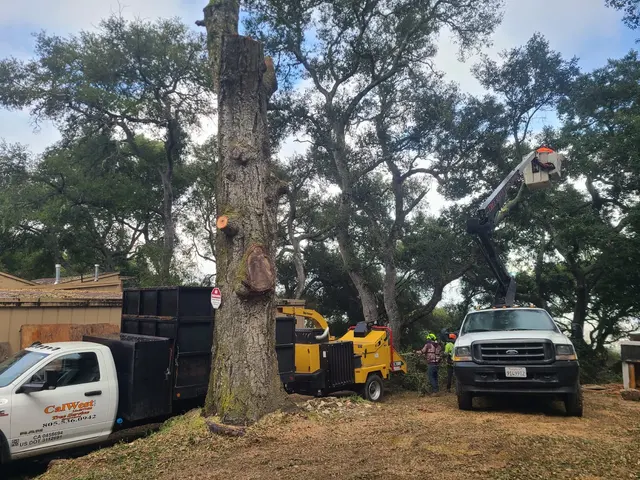 CalWest Tree Service — photo from the business 1