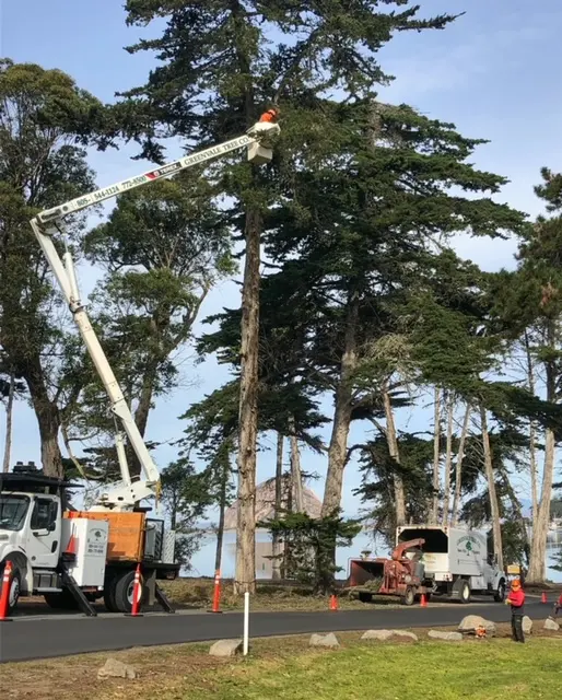 Greenvale Tree Co — photo from the business 6