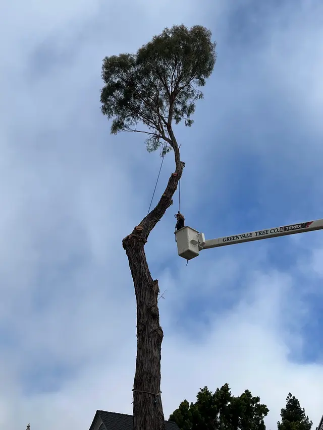 Greenvale Tree Co — customer photo 7
