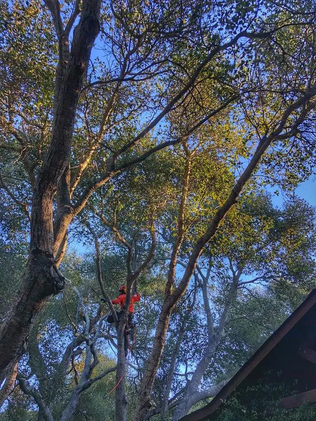 Greenvale Tree Co — photo from the business 10