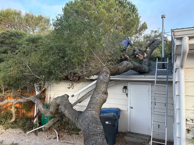 Greenvale Tree Co — customer photo 8
