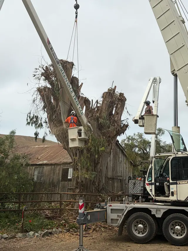 Greenvale Tree Co — photo from the business 3
