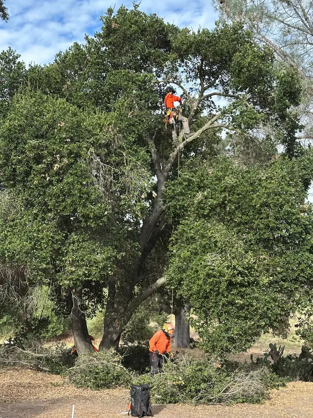 Greenvale Tree Co — customer photo 9