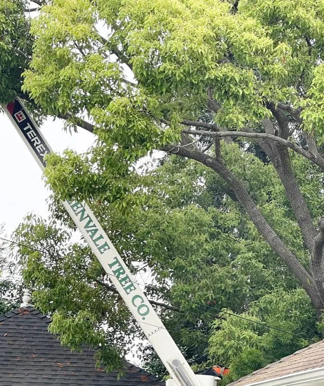 Greenvale Tree Co — customer photo 12