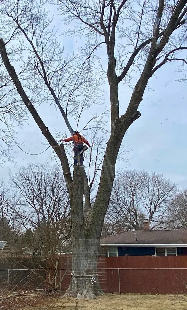 Treescape Solutions Inc — customer photo 2