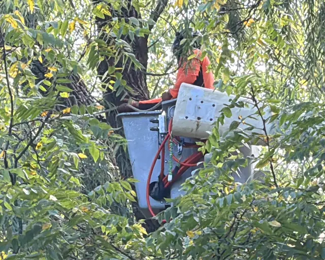 Treescape Solutions Inc — customer photo 11