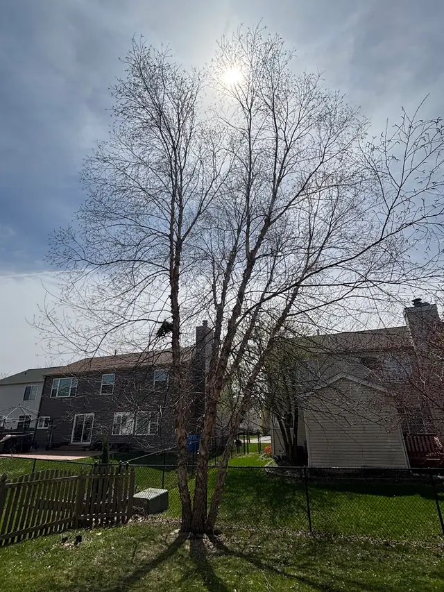 Treescape Solutions Inc — customer photo 9