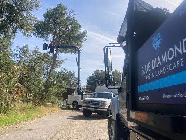 Blue Diamond Tree and Landscape — customer photo 1