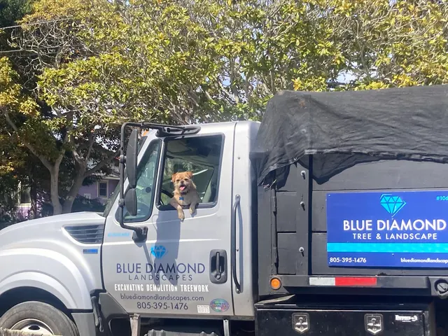 Blue Diamond Tree and Landscape — customer photo 6