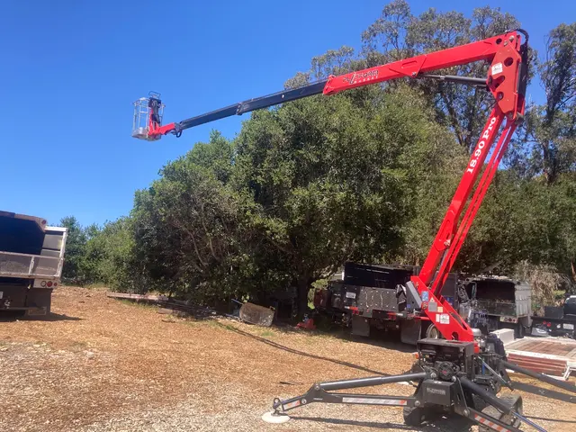 Blue Diamond Tree and Landscape — customer photo 3