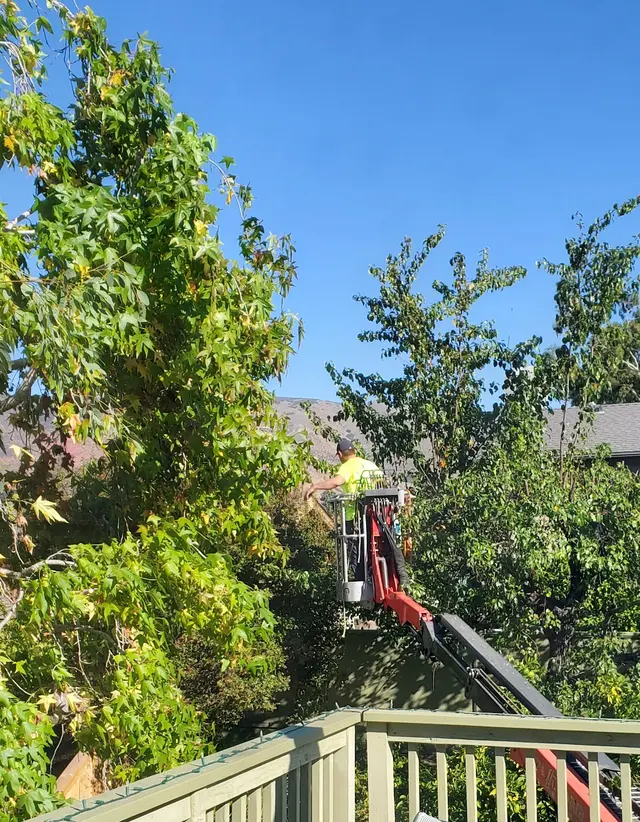Blue Diamond Tree and Landscape — customer photo 4