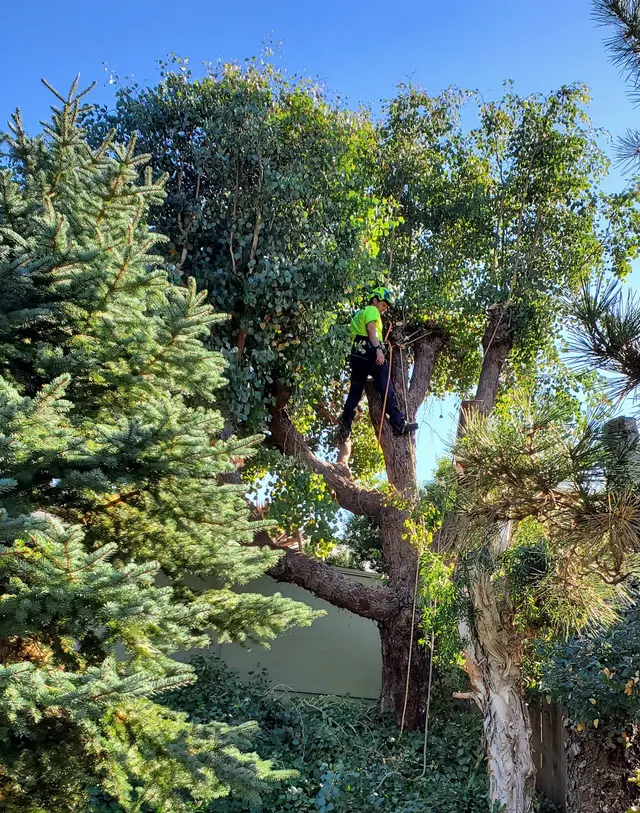Blue Diamond Tree and Landscape — customer photo 7