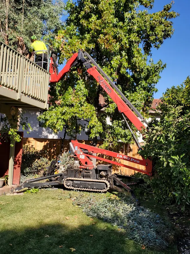 Blue Diamond Tree and Landscape — customer photo 2