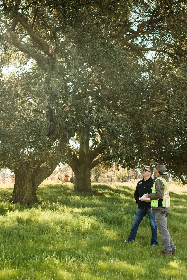 4th Generation Tree — photo from the business 7